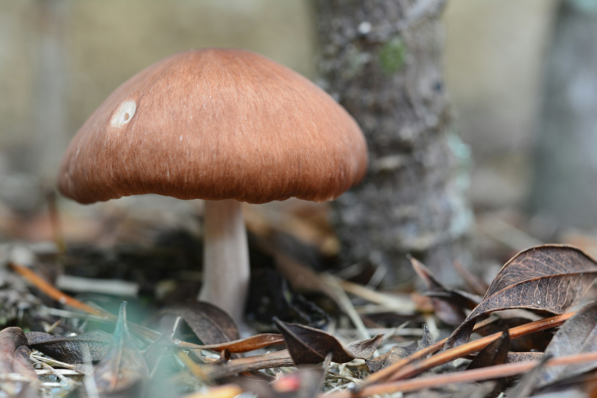 a close up of a mushroom on the ground